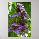 Suche nach blauer ingwer poster Blume