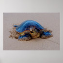 Suche nach honu poster Hawaii