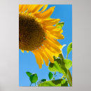 Suche nach bienen poster Sonnenblume