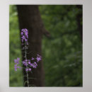 Suche nach lila wildblumen poster Natur