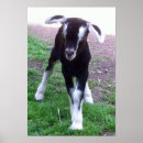 Suche nach baby goat poster Ziege