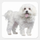 Recherche de pub autocollants Dog