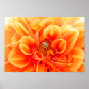 Recherche de fleur de dahlia posters Orange