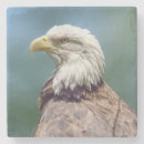 Suche nach kahl untersetzer Vogel