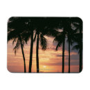 Recherche de palmier magnets Horizontal