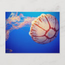 Recherche de fish cartes postales Coloré