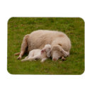 Recherche de dormant magnets Dormir