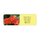Recherche de assez orange Fleurs