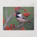 Recherche de mésange cartes postales Branche