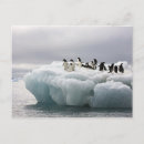 Suche nach adelie penguin poster Volle länge