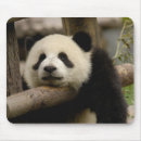 Suche nach großer panda mousepads Provinz shaanxi