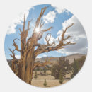 Recherche de bosquet autocollants Californie