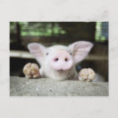 Suche nach tierporträts postkarten Kleintiere