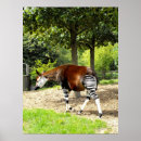 Suche nach okapi poster Tier