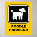 Recherche de caniche noir posters Animaux