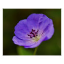 Recherche de géranium posters Bleu