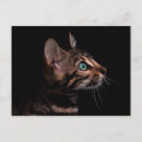 Recherche de profil chat cartes postales Félin