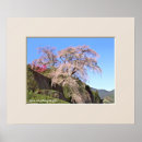 Suche nach japanischer kirschbaum poster Sakura