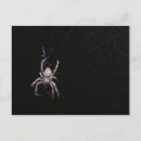 Recherche de arachnide cartes postales Macro