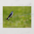 Recherche de hirondelles cartes postales Sauvage