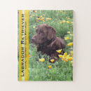 Recherche de laboratoire puzzles Labrador