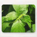 Suche nach grüne eidechsen mousepads Gecko