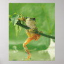 Suche nach frog poster Grün