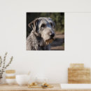 Recherche de regard de loup posters Animal