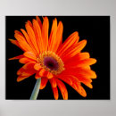 Suche nach pollen poster Blütenblätter