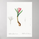 Recherche de fleurs exotiques posters Botanique