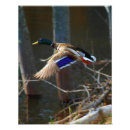 Suche nach enten im flug poster Fotografiedruck