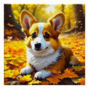 Recherche de corgi poster Chiot