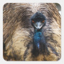 Suche nach emu Fotografie