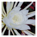 Recherche de floraison posters Fleur