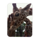 Recherche de girafes magnets Zoo