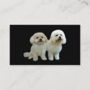 Suche nach bichons visitenkarten Welpe