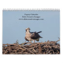 Recherche de pêcheur photographie Balbuzard