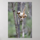 Suche nach goldener affe poster Affenfotos