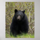 Recherche de photo de faune posters Ours