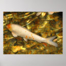 Recherche de carpe koi posters Poisson rouge