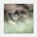 Suche nach schwarzer wolf magnete Tier