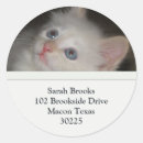 Recherche de yeux bleus autocollants Chaton blanc