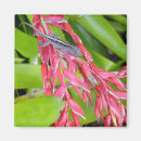 Suche nach eidechse magnete Tropisch