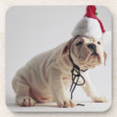 Recherche de bouledogue français bar Canin