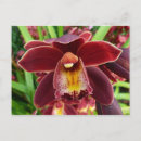 Suche nach orchideen foto postkarten Blumenreich