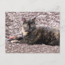 Recherche de de chat sauvage cartes postales Animaux domestiques