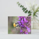 Recherche de bourdons cartes postales Pour tous