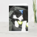 Suche nach collies karten Dogs