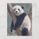 Recherche de sichuan cartes postales Ours