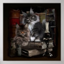Suche nach maine coon kitten poster Niedlich